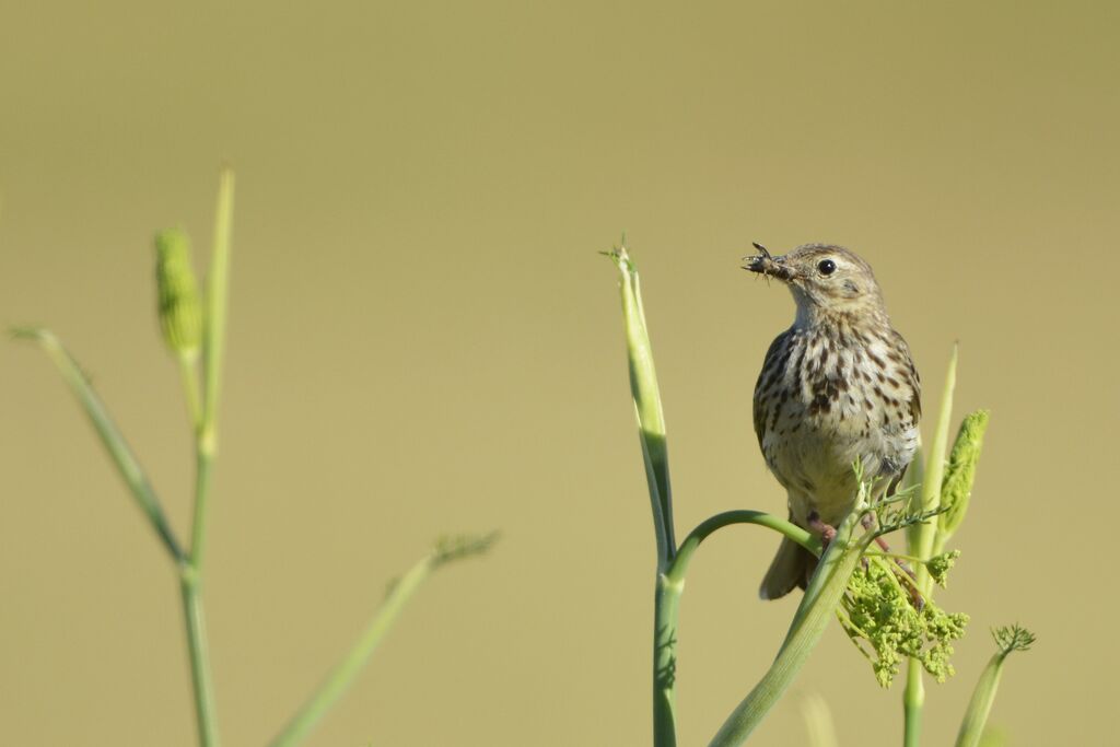 Pipit farlouse