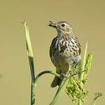 Pipit farlouse