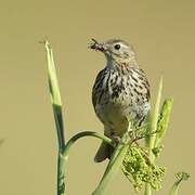 Meadow Pipit