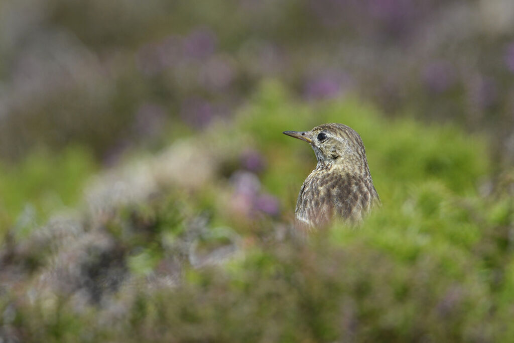 Meadow Pipitadult