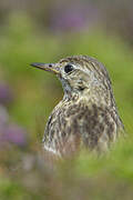 Meadow Pipit