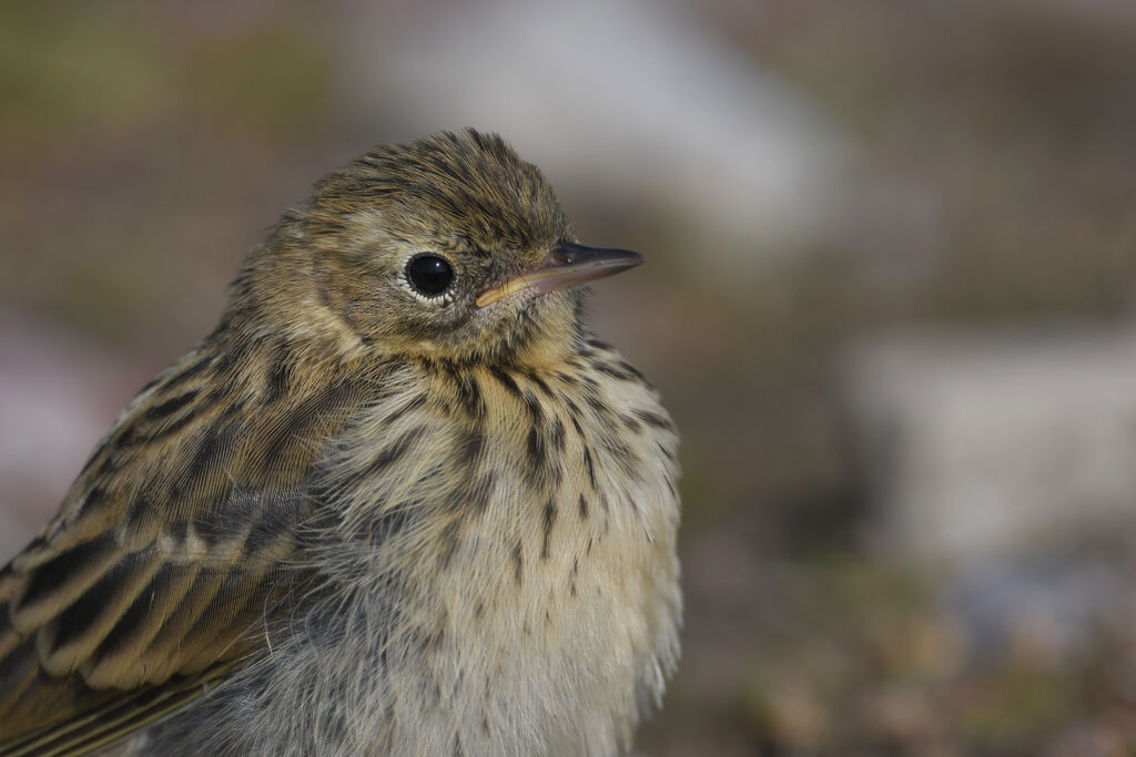 Meadow Pipitjuvenile, close-up portrait