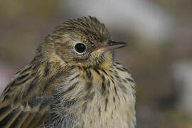 Meadow Pipit