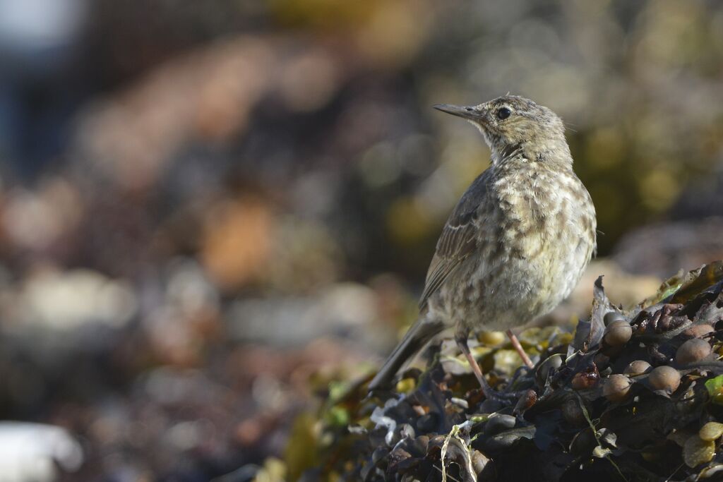 Pipit maritimeadulte