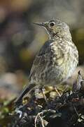 European Rock Pipit