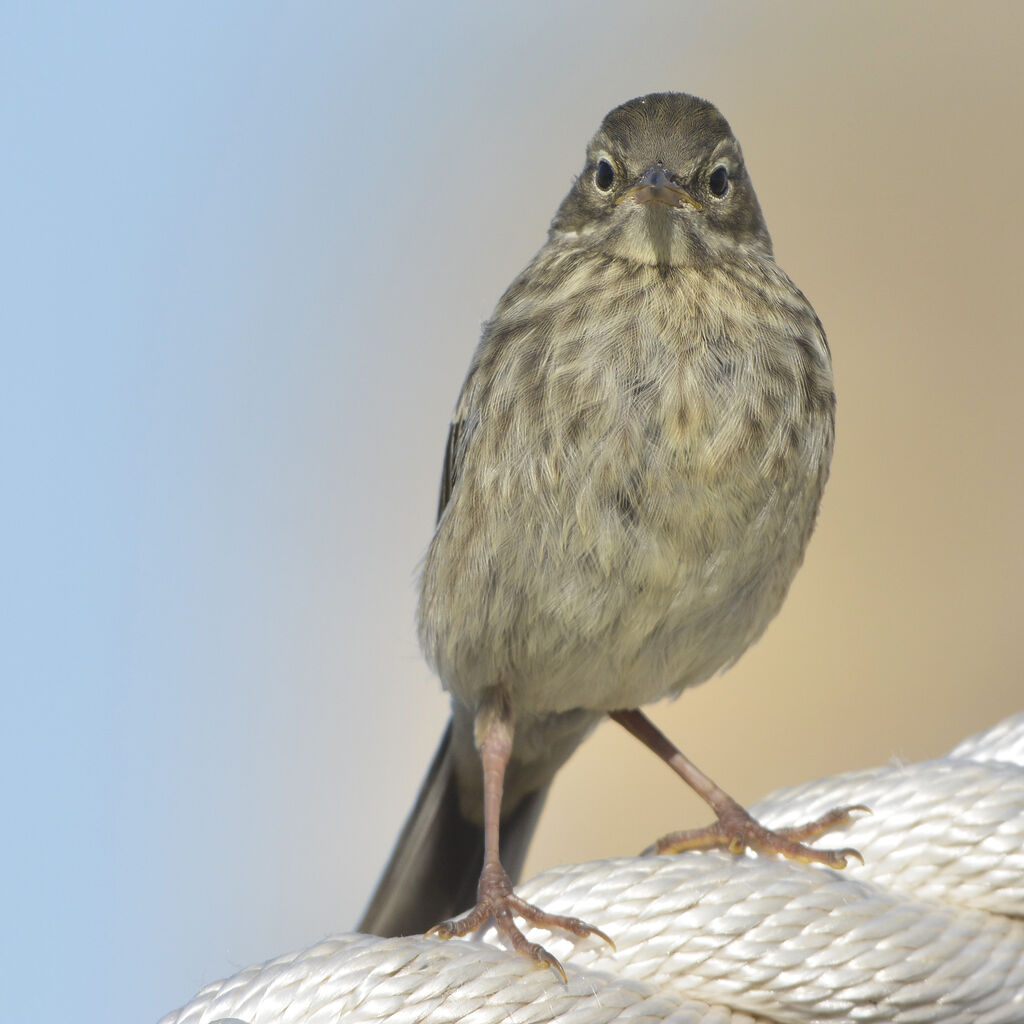 Pipit maritimejuvénile