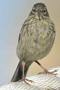 European Rock Pipit