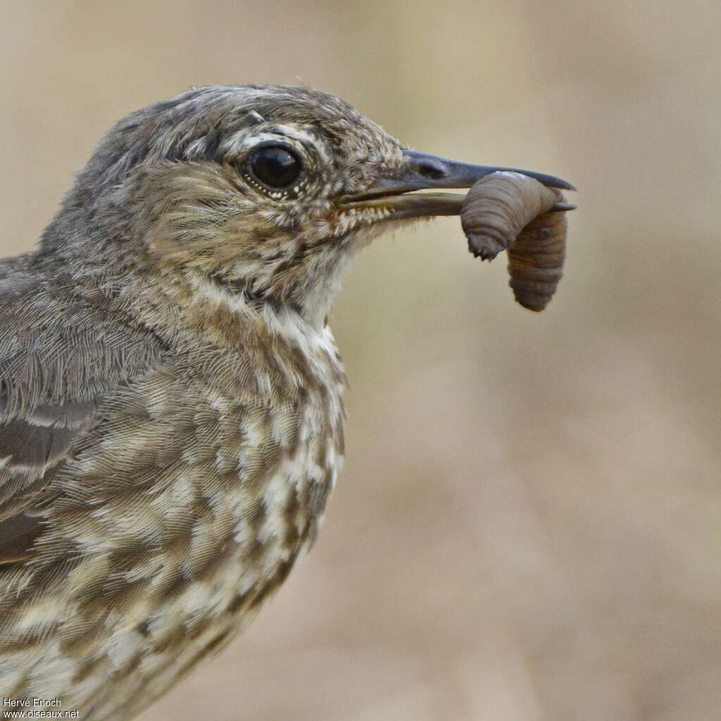 European Rock Pipitadult, feeding habits, Reproduction-nesting