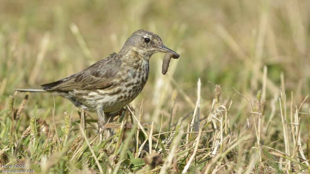 Eurasian Rock Pipitadult, feeding habits