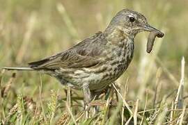 Eurasian Rock Pipit