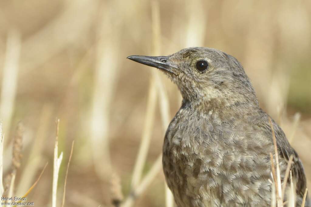 Pipit maritimeadulte, composition