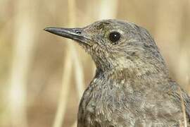 European Rock Pipit