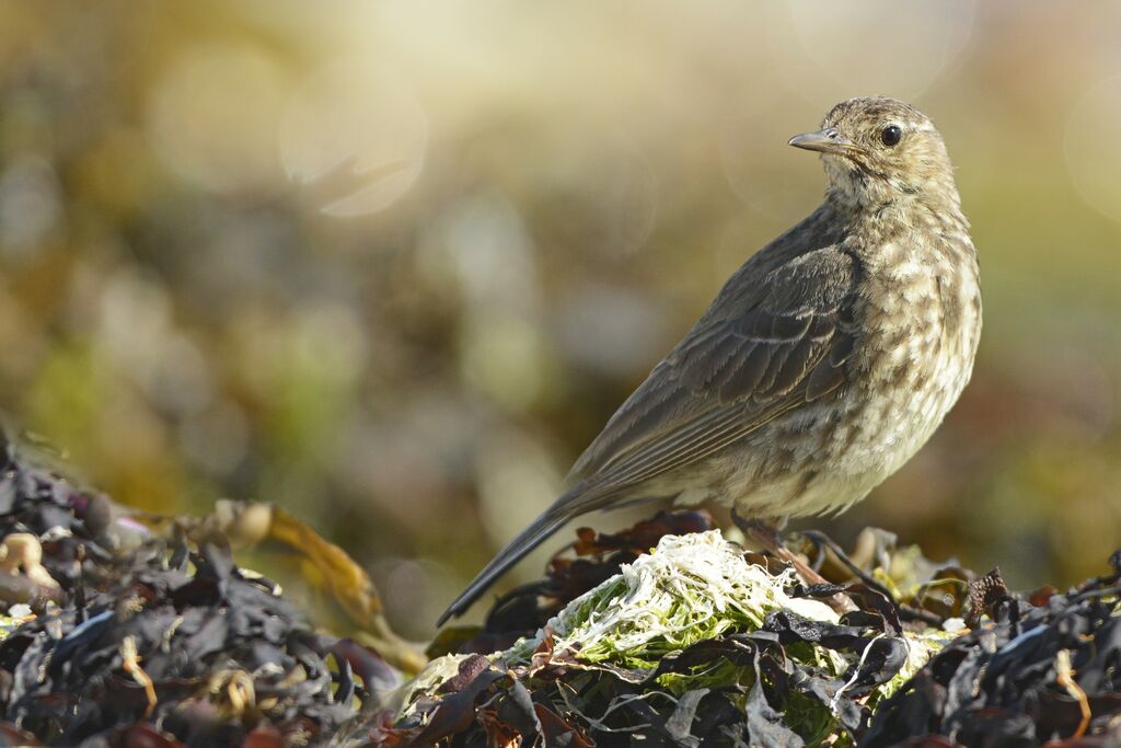 European Rock Pipit