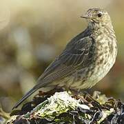 Eurasian Rock Pipit