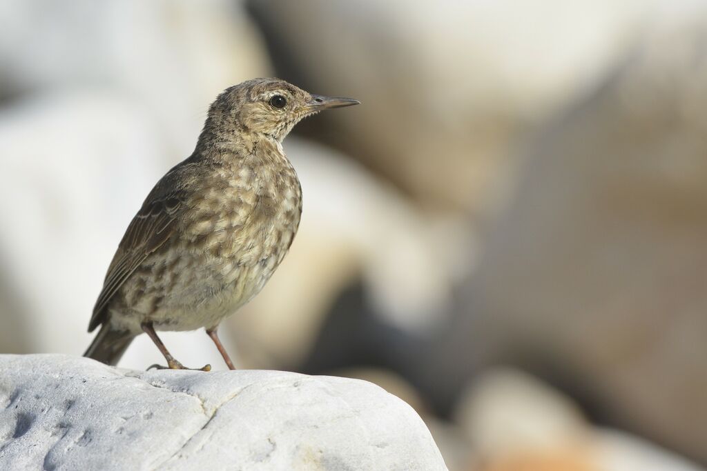 Eurasian Rock Pipit