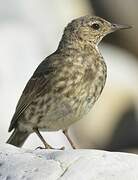 European Rock Pipit