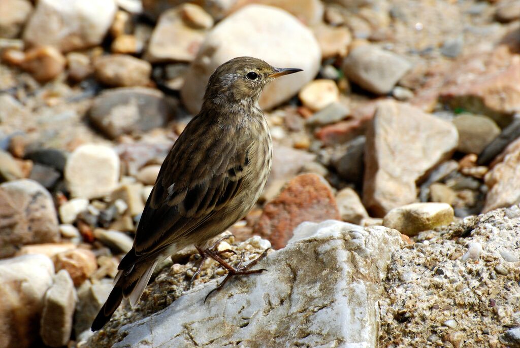 Pipit maritimeadulte