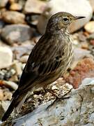 Eurasian Rock Pipit