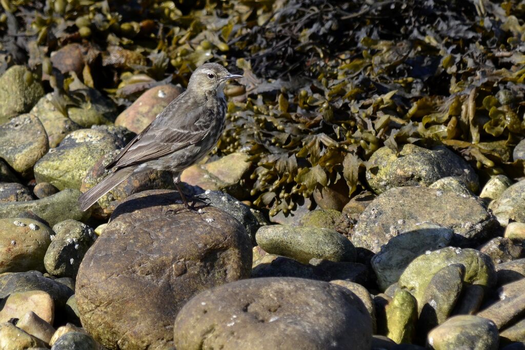 Pipit maritimeadulte