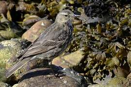 Eurasian Rock Pipit