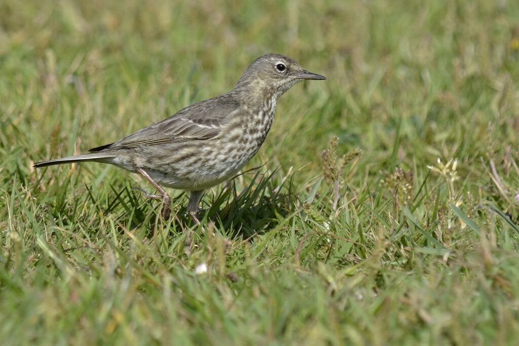 European Rock Pipitadult