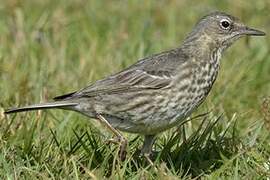 European Rock Pipit