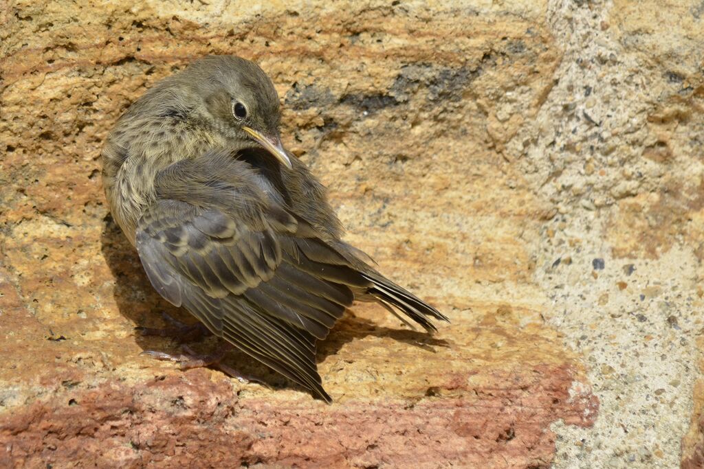 Pipit maritimejuvénile