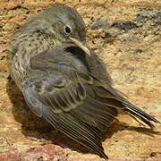 European Rock Pipit