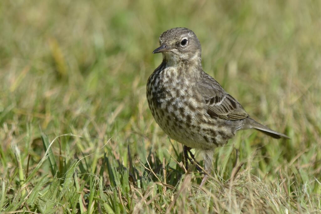 Pipit maritimeadulte