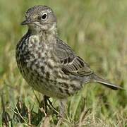 Eurasian Rock Pipit