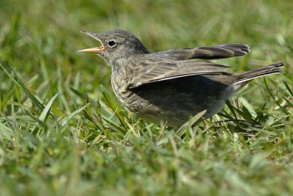 European Rock Pipitjuvenile, Behaviour