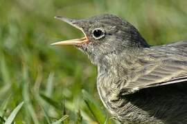 European Rock Pipit