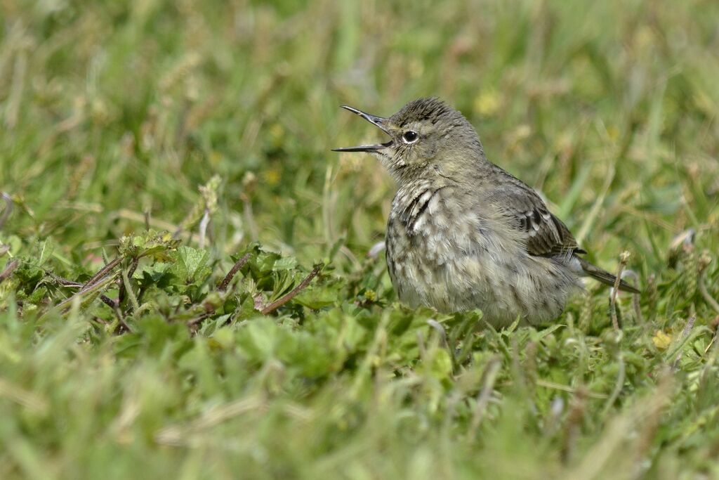 Pipit maritimejuvénile