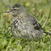 European Rock Pipit