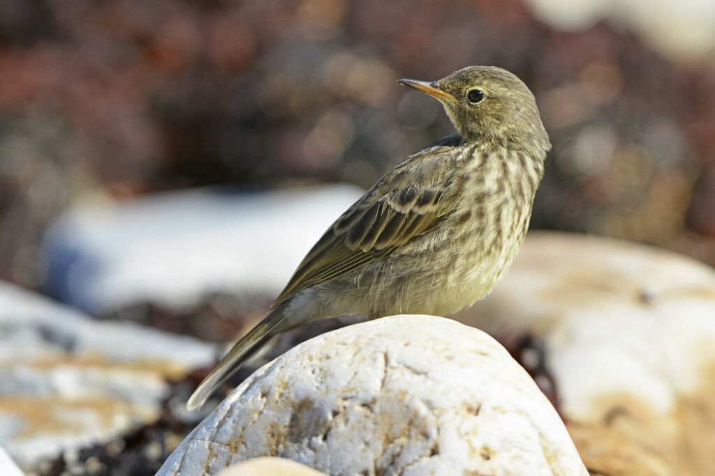Pipit maritimejuvénile