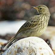 Eurasian Rock Pipit