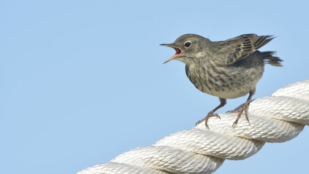 Pipit maritimejuvénile