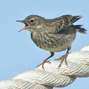 European Rock Pipit