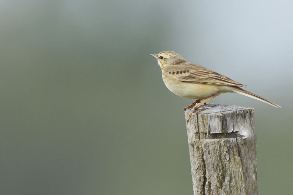 Pipit rousseline