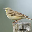 Pipit rousseline
