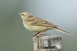 Tawny Pipit