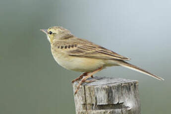 Pipit rousseline