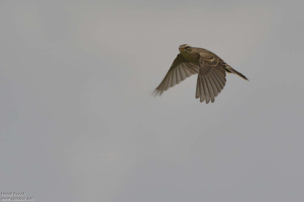 Pipit rousselineadulte, Vol