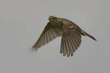 Pipit rousseline