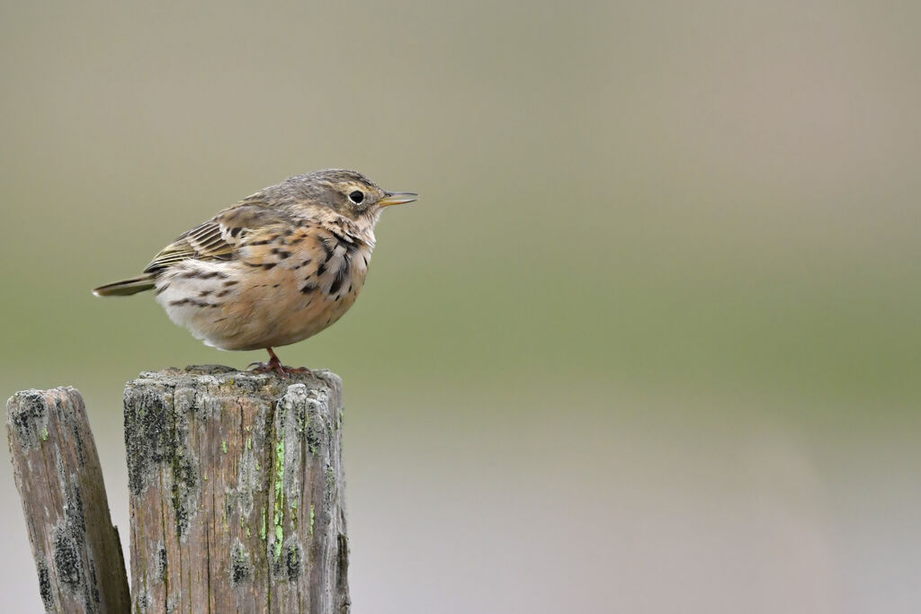 Pipit spioncelleadulte nuptial, identification