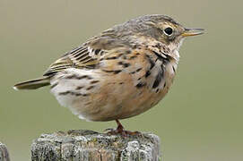 Water Pipit