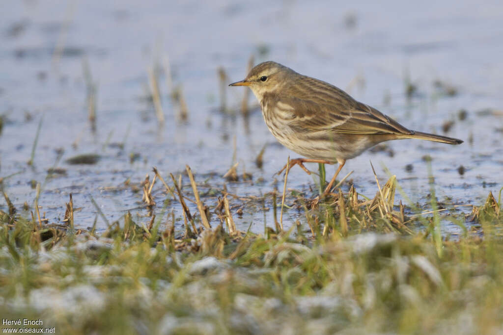 Pipit spioncelle2ème année, identification, pigmentation