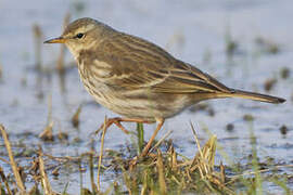 Water Pipit