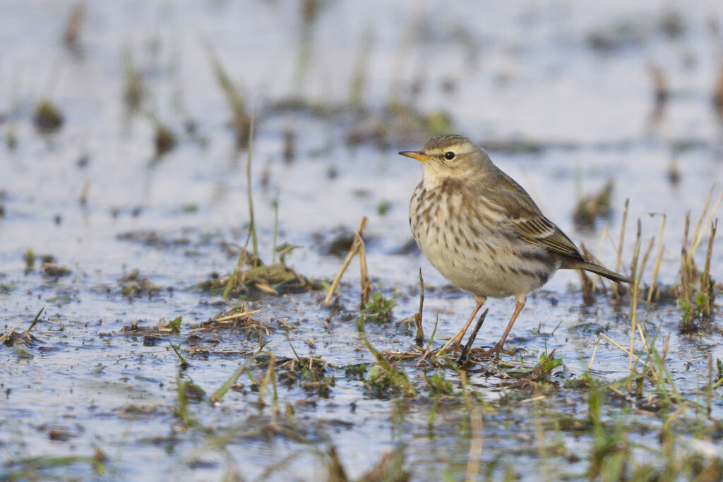 Water Pipit, identification