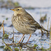 Water Pipit